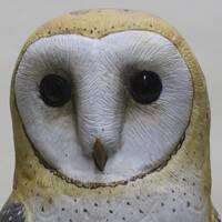 Barn Owl