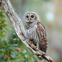 Bird Photography, Barred Owl Print, Florida Photography, Nature Photo, Wall Art, Wildlife Photo, Flo