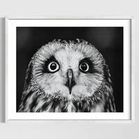 Owl Print Black and White Art, Wildlife Photography, Gift for Owl Lover