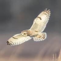 Shor eared owl