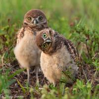 Bird Photography, Burrowing Owl Print, Florida Photography, Nature Print, Owl Wall Art, Wall Decor, 