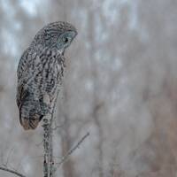 Great Grey Owl