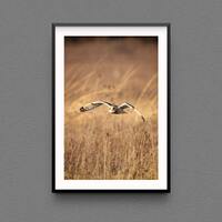 Short-eared owl photo print - New York State bird owls wildlife photography original photos avian bi