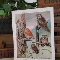 Screech Owl - American Hawk Owl - Saw Whet Owl Louis Agassiz Fuertes Print Portraits of New England 