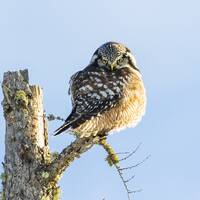Northern Hawk Owl Signed Numbered Giclee Photo Print