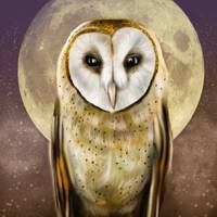 Barn Owl 4x6 or 8x10 Art Print
