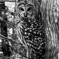 Barred Owl Photographic Print, Black and White Barred Owl Photo, Mackinac Island Wildlife, Michigan 