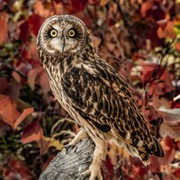 Short-eared Owl in Fall Colors