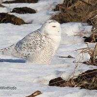 Snowy Owl Photo | Arctic Bird Art | Owl in Snow | Avian Lobby Wall Art | Home Office Nature Dé