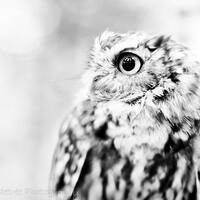 Owl White Gray Grey Fall Autumn Nature Woodlands Tufted Owl Forest Soft Dreamy Softly Focused Rustic