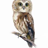 Saw-whet Owl Painting, Watercolor Painting Birds, Fine Art Print, Nature Art,  Bird Watchers Gift, B