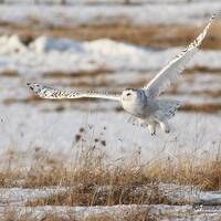 Snowy Owl in Flight | Bird Hunting Photo Art | Raptor Photography | Home Office Decor | Owl Lover Gi