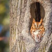 Red Morph Eastern Screech Owl - New Hampshire - Bird Photo Print - Free Shipping