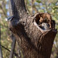Eastern Screech Owl & Nuthatch, 8x10 Matted Print
