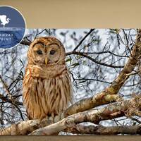 Owl On a Branch, Wildlife Photography, Owl Photo Canvas, Bird of Prey, Nature Print Owl, Bird Photo,