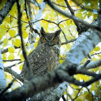 Great Horned Owl Photograph Print, Wildlife Photography, Bird Animal Photo Print, Nature Wall Art by