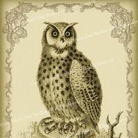 Victorian Goth Antique Owl and Scrollwork - 4x6 Inch Single Digital Image - Instant Download & P