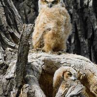 Young Owls, Wildlife photography, Photo Print, Bird Photography