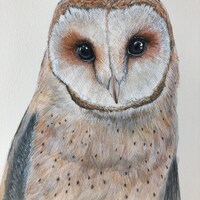 Barn Owl Original Watercolour Painting