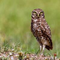 Burrowing owl standing tall with yellow eyes on the lookout