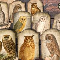 Vintage Owl Labels: Shabby Chic Stickers, Scrapbooking, Junk Journal (Digital Download)