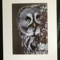 Great Grey Owl A4 Print  (A3 Mount)