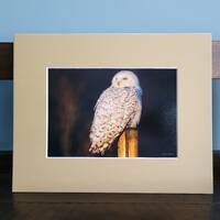 5x7 Snowy Owl #46
