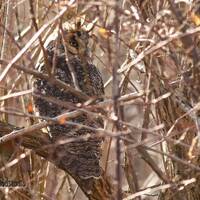 Long Eared Owl Photo | Owl Wall Décor | Bird Wall Hanging | Raptor Photograph | Home Office S