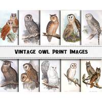 Vintage Owl Illustration Images / Digital Download / Commercial Use / Bird Clipart