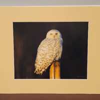 11x14 Snowy Owl #57