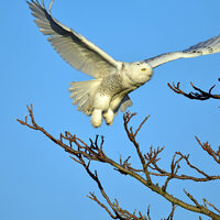 snowy owl, owl,birds of prey,nocturnal bird, nature photography, wildlife photography, trending,Etsy