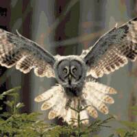 Great Grey Owl Cross Stitch Pattern:  Birds of Prey in Flight Pixel Art Image Strix Nebulosa Dark Fo