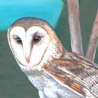 Barn Owl - Original Painting