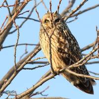 Short Eared Owl Photo | Owl Photography | Raptor | Owl Home Office Décor | FeatherWindStudio 