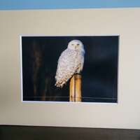 5x7 Snowy Owl #107