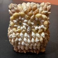 Vintage Sea Shell Art Owl with Googlie eyes. 1970 sea shell art - boho home critter