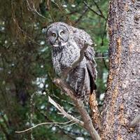 Owl of the Wild, Great Gray Owl, Forest Owl, Hoot Hoo, Photograph or Greeting card