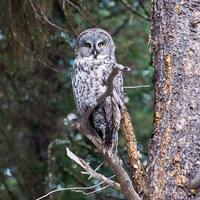 Great Grey Owl, Forest Bird, Majestic owl, Samhain Totem, Happy Halloween, Photograph or Greeting ca