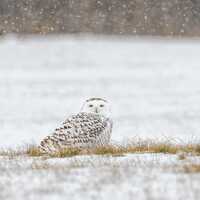Snowy Owl Print, Golden Stare, Square Photo, Metal or Gallery Paper