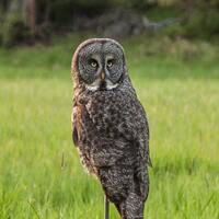 Great Grey Owl, Forest bird, Woodland Bird, Forest Magic, Totem Owl, Art Photograph or Greeting Card