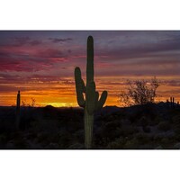 Arizona Saguaros, Sunsets and an Owl Photobomb
