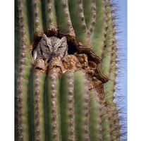 Owl Capone, an Original Gangster Raptor of the Sonoran Desert!