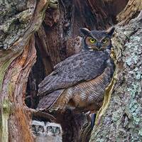 Great horned owl family, Great horned owl, Great horned owl photograph