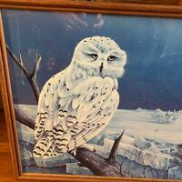 Snowy Owl Arctic Snow Owl 17in x 20in Print