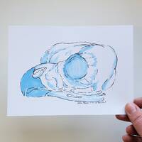 Barn Owl Skull 5x7 Original Drawing