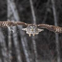 Barred Owl in Flight at Dusk / Wildlife Photography Print / Fine Art Photo print of Barred Owl / Owl