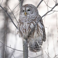 Barred Owl in tree at dusk / Wildlife Photography Print / Fine Art Photo print of Barred Owl / Owl P