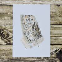 Tawny Owl Original Drawing; Colored Pencil Owl Decor; Small Bird Picture, Strix Aluco.