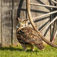 Owl and the wagon wheel | Owl photo lovers | Owl eyes | bird lover photograph | Owl lover art | Owl 