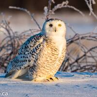 Snowy Owl Wall Art Canvas, Owl Art, Owl Wall Art, Owl Photo, Snowy Owl, Owl Picture, Bird Photograph